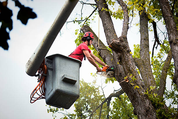 Trusted Mont Alto, PA Tree Removal and Landscaping Services Experts